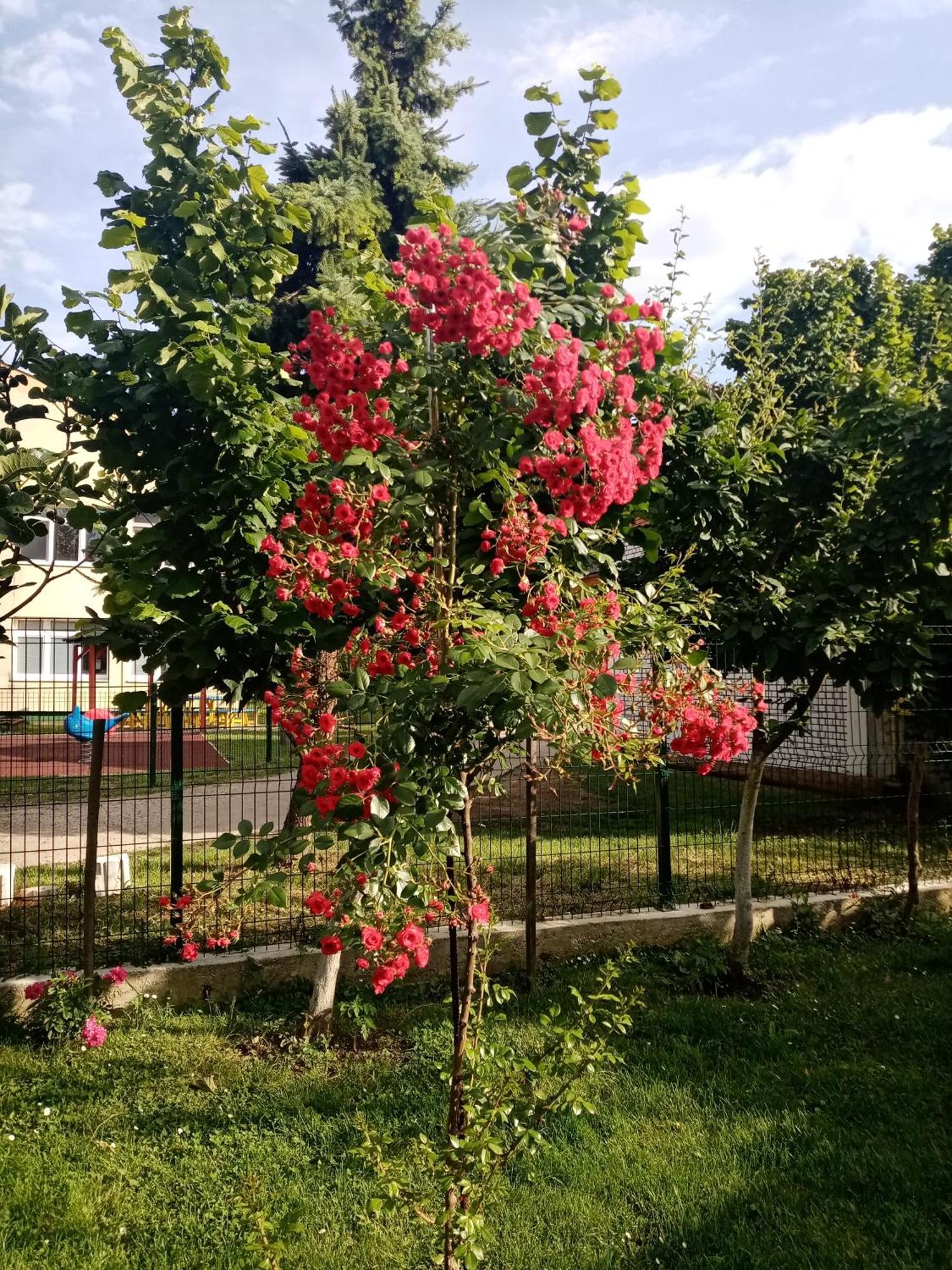 Milica Apartmani Vrdnik Extérieur photo