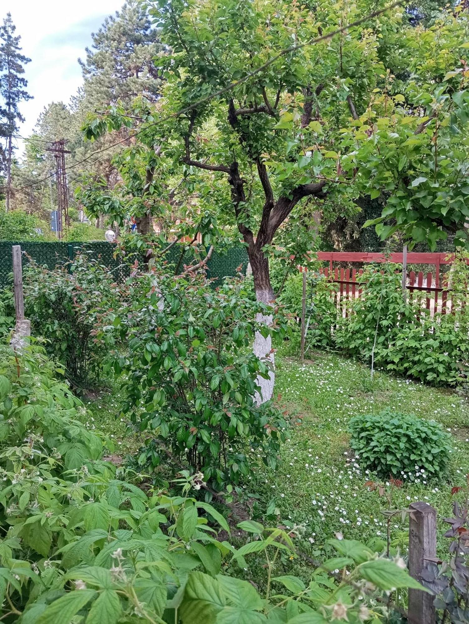 Milica Apartmani Vrdnik Extérieur photo